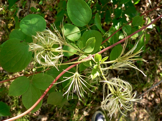 {Clematis sp}